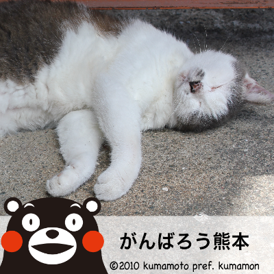 kumamon_image.png